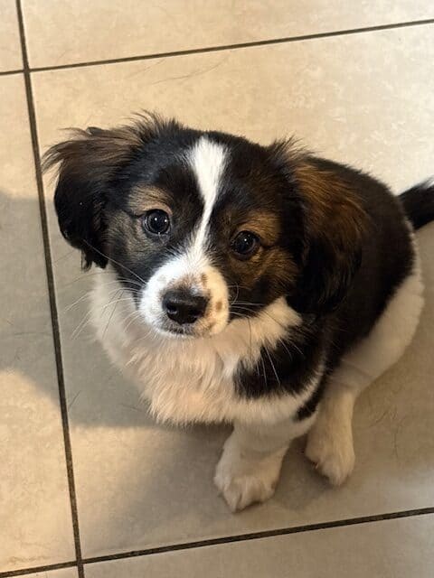 Sweet Baby Boy Looking for a forever home image 1