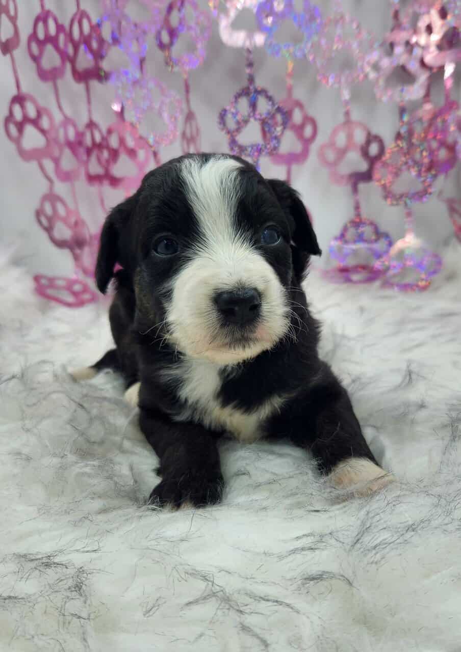 6 Mini Aussidoodles image 11