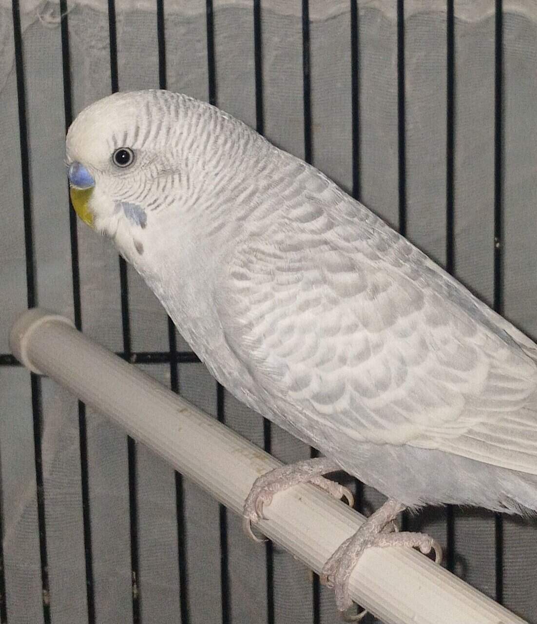 (Unavailable) Snuggles Clear-wing grey budgie image 1