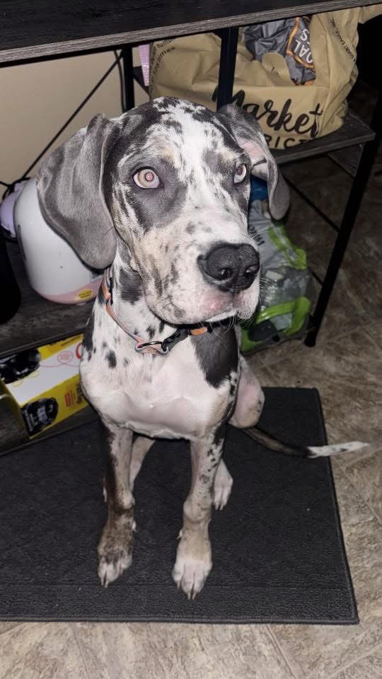 Luna, Great Dane for sale image 5