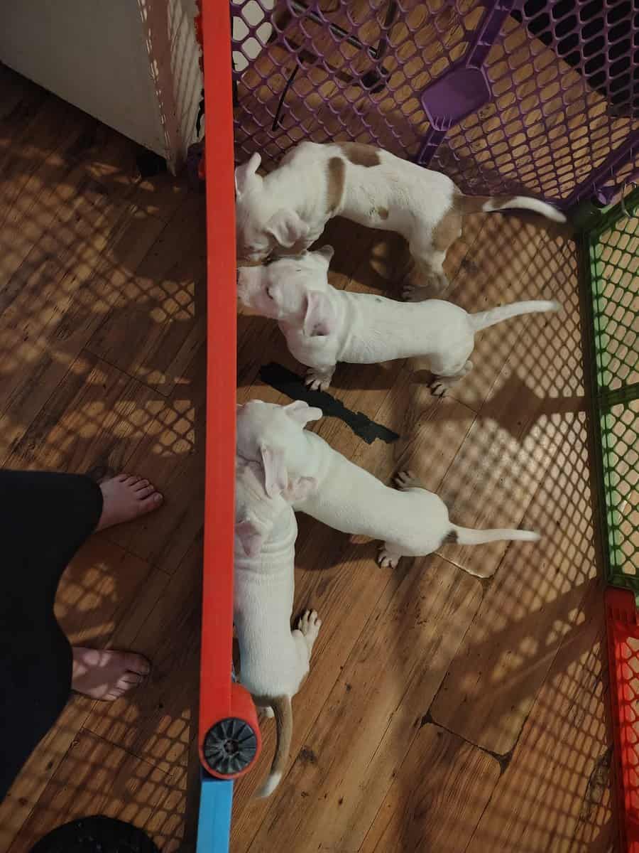 Pitbull puppies need rehoming ASAP image 11