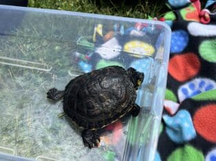 Yellow bellied slider turtle