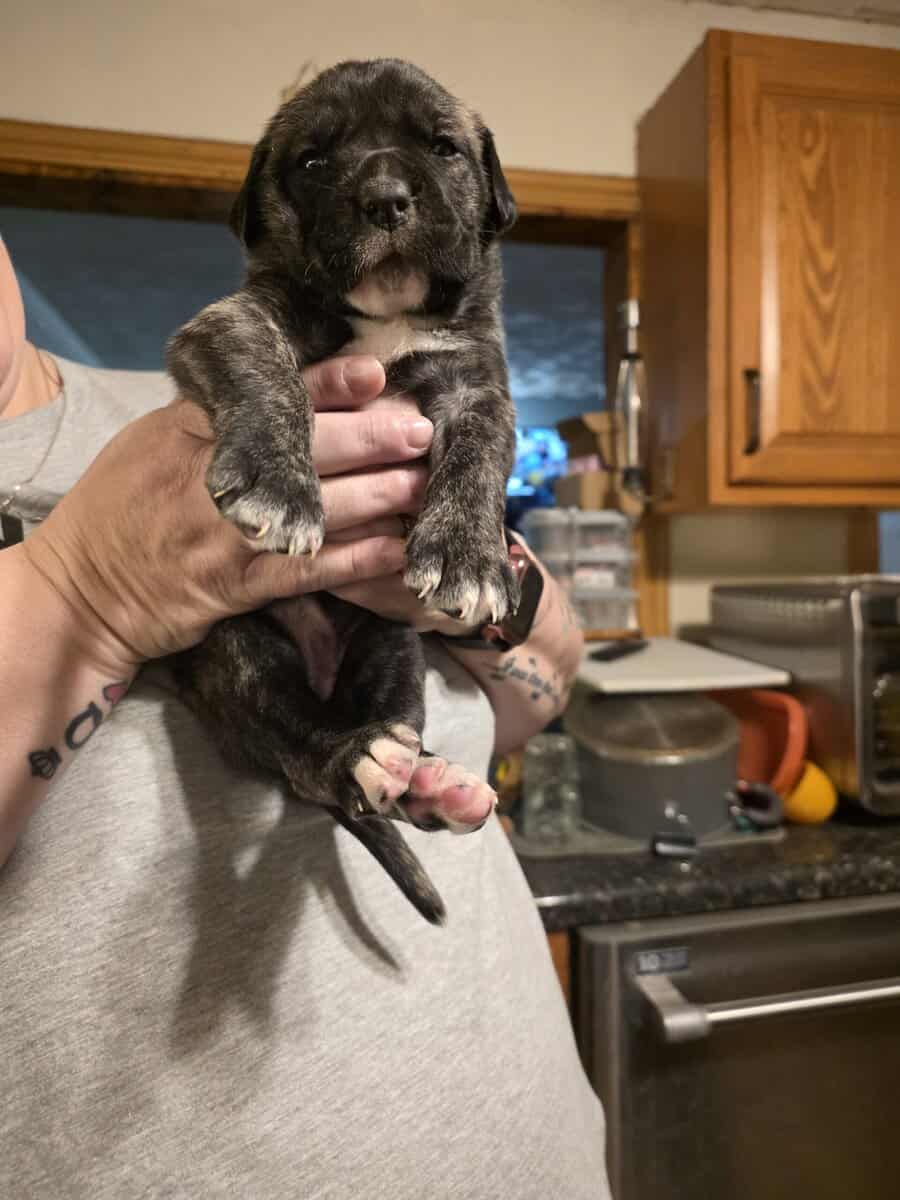 Cane Corso mix puppies image 2