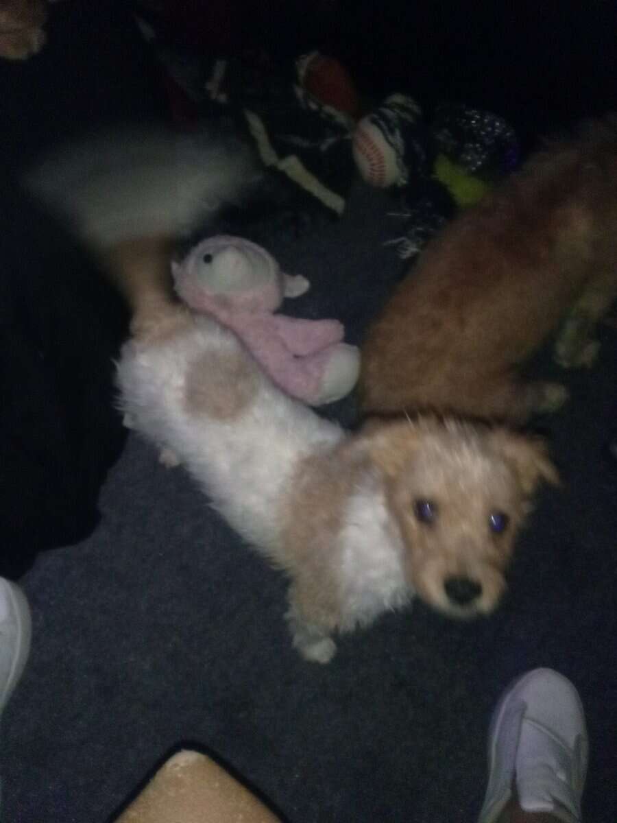 Pup's need home image 5
