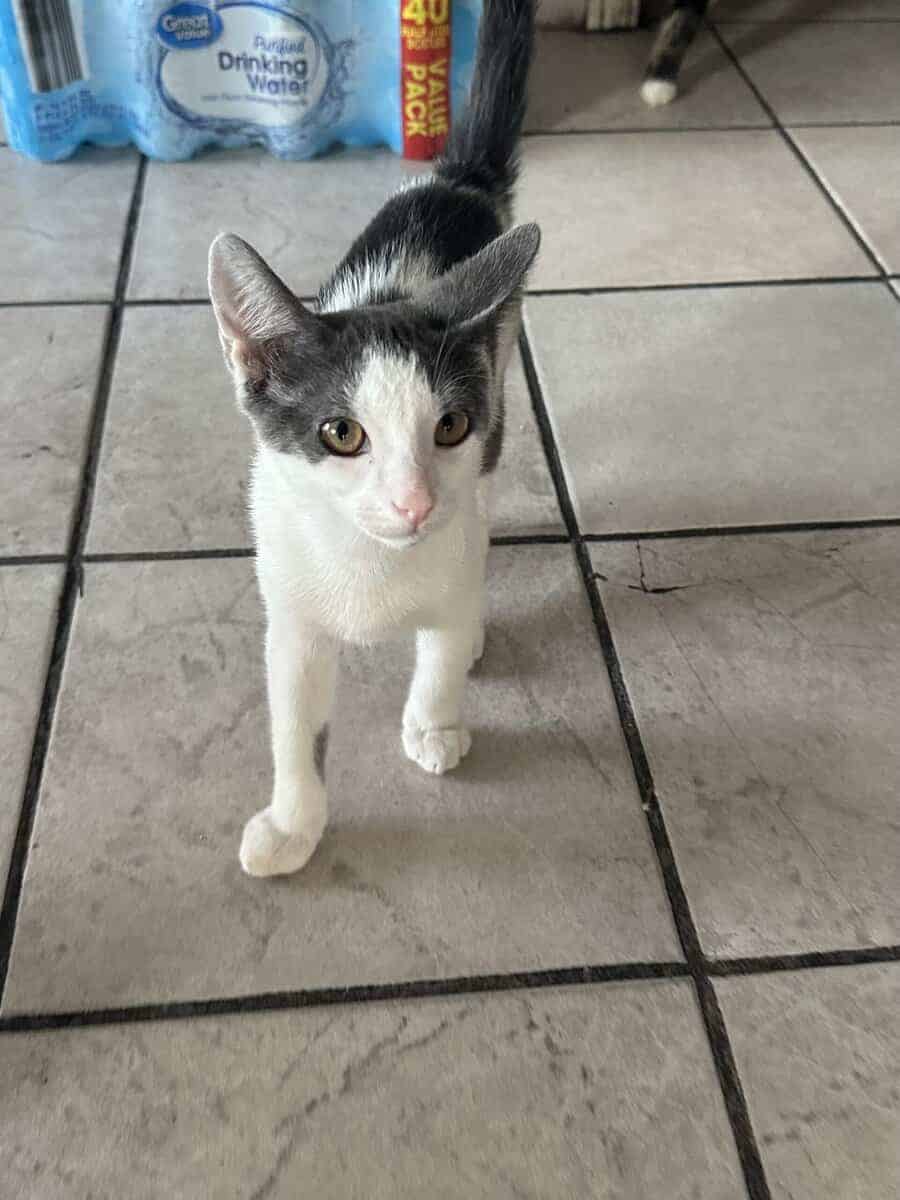 Male Cat Looking for New Home image 1