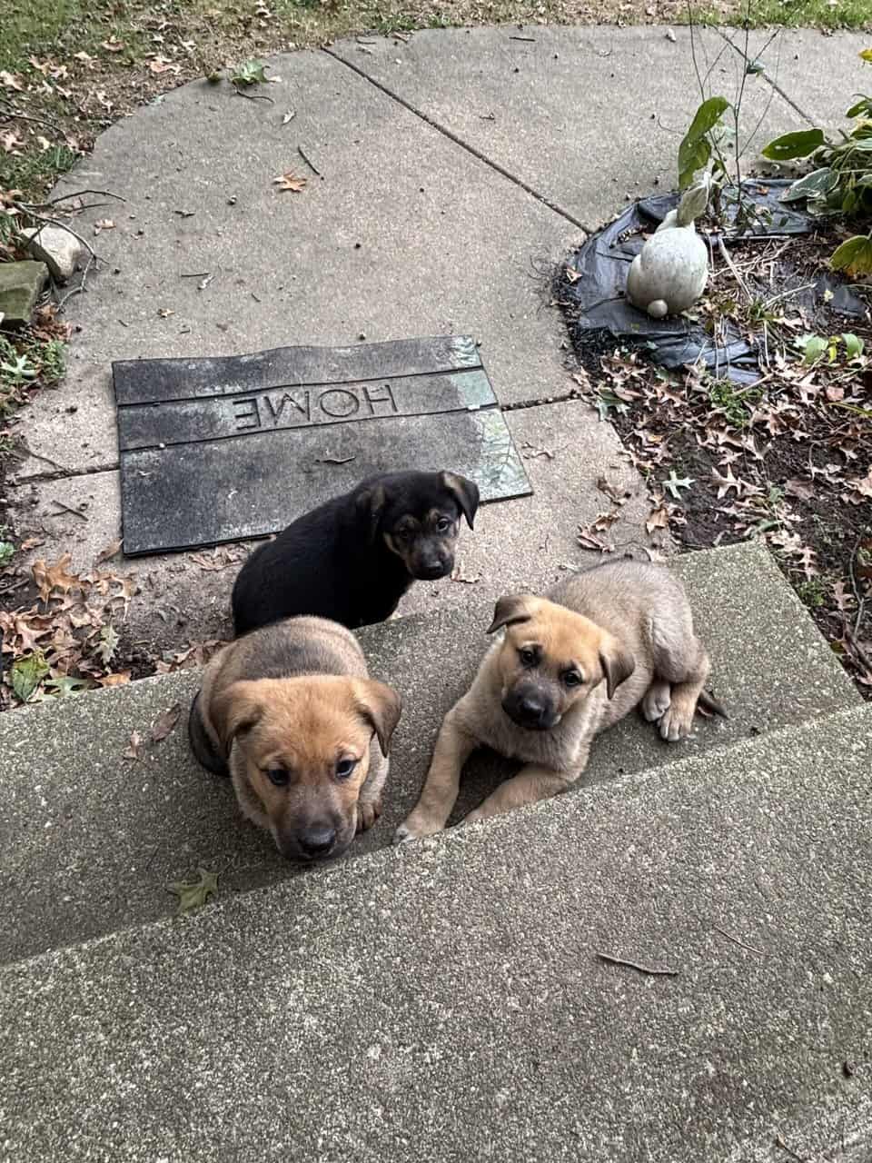 German Shepherd Rottweiler Great Pyrenees Pups 8w image 11