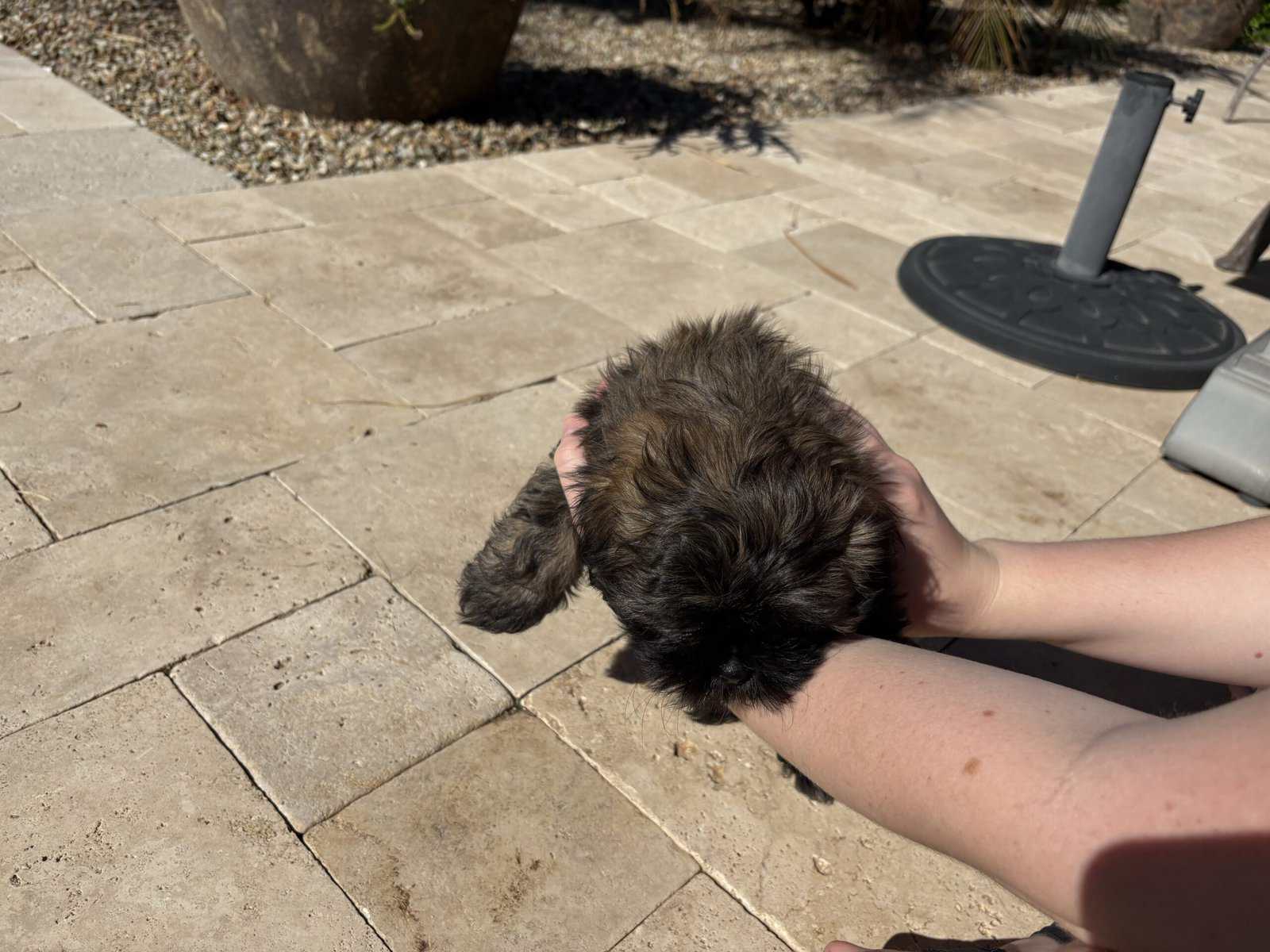2 Boys Pure Bred Shih Tzus image 8