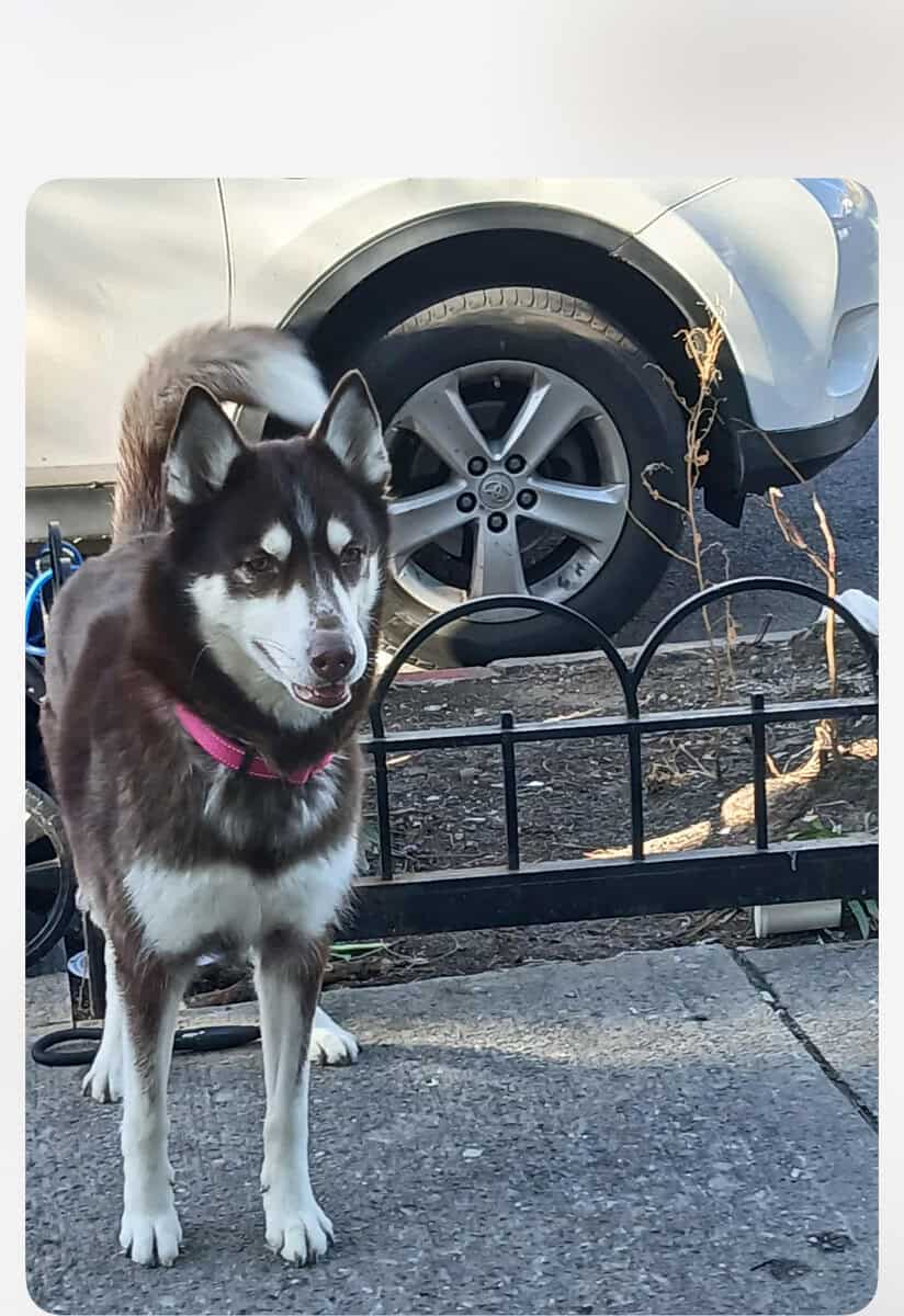 Female Siberian Husky, 3 years old. image 3