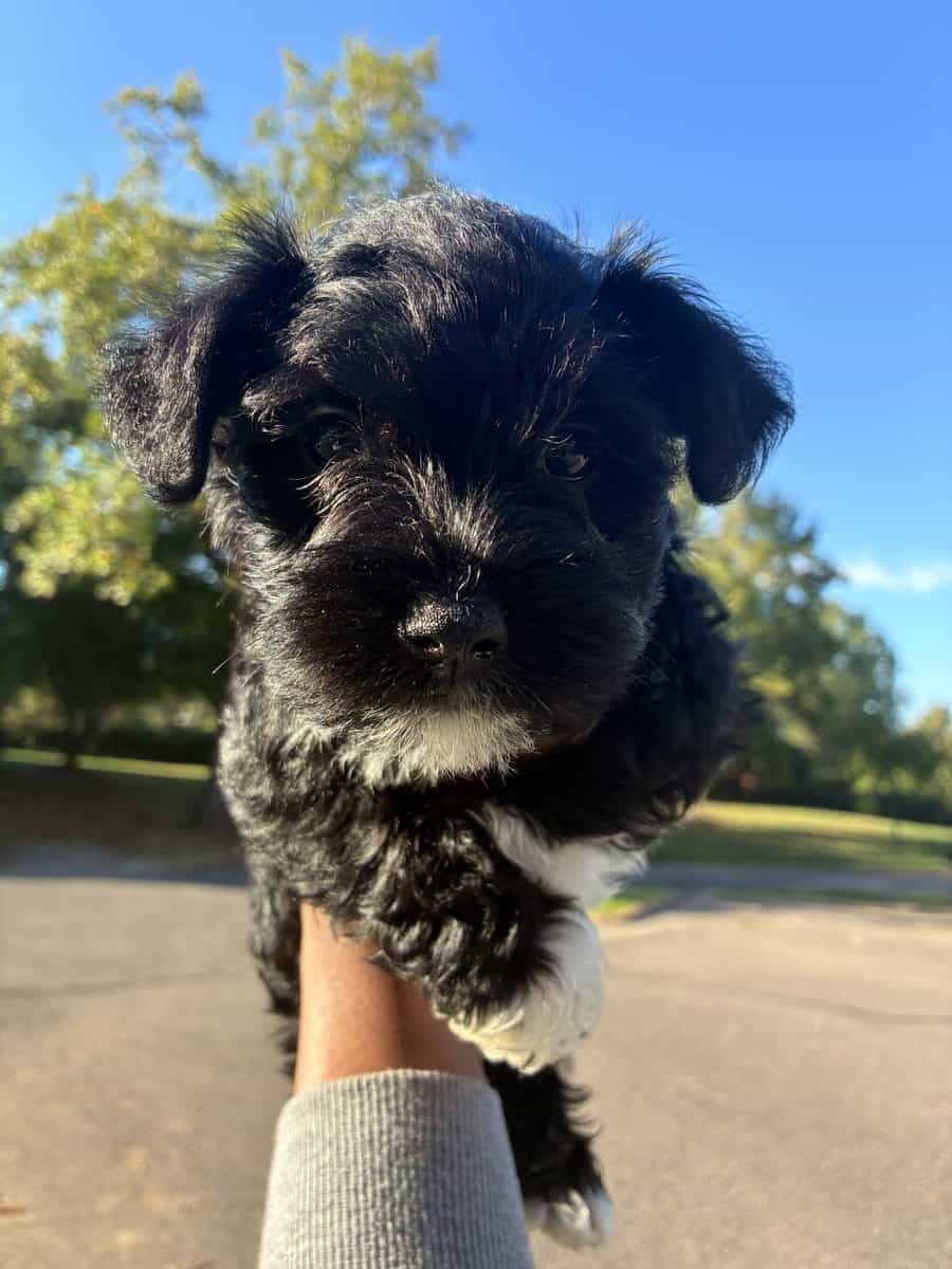 2 schnauzers for sale(feel free to buy one) image 4
