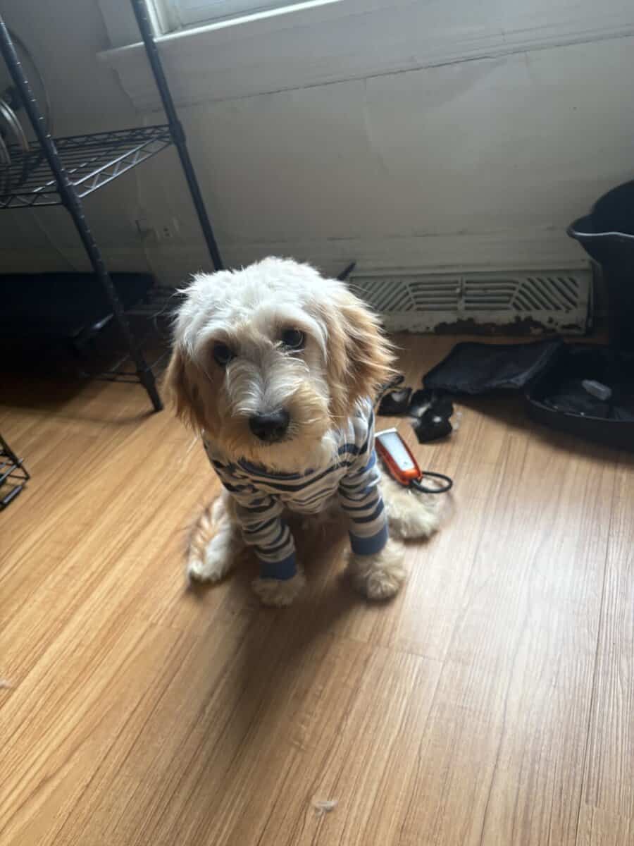 Small Puppy For Sale image 1