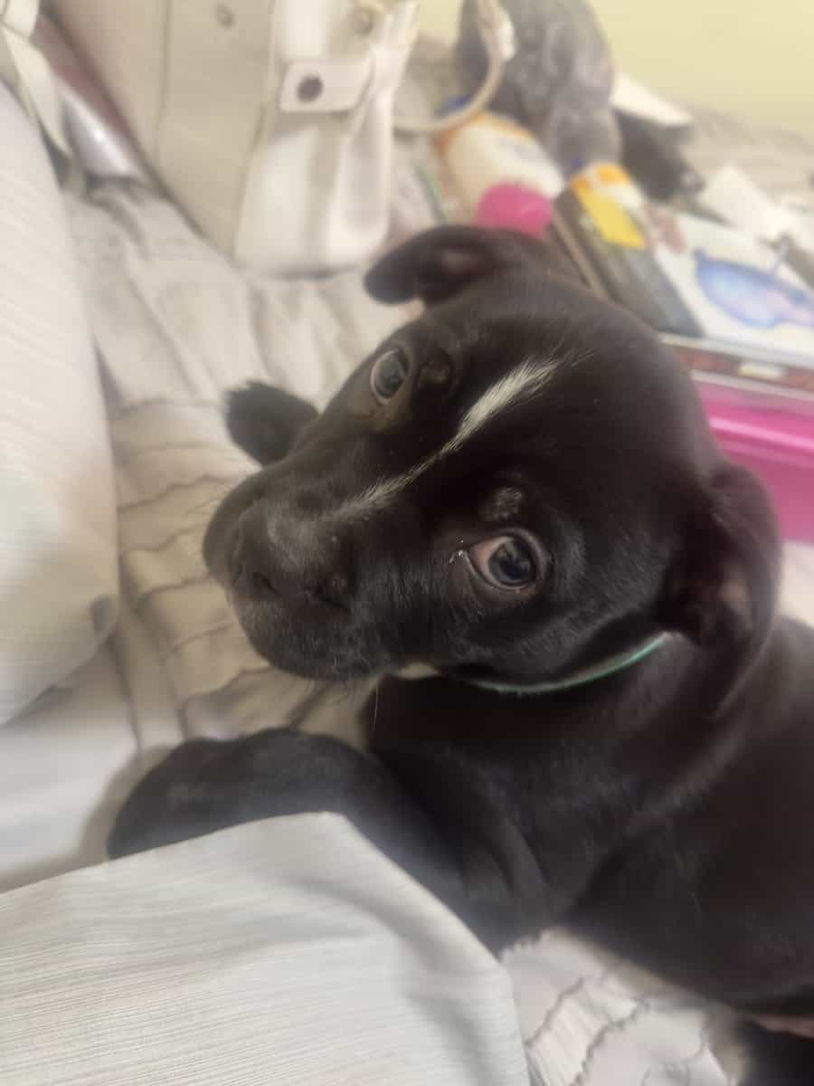 🐾 Lab Mix Puppy — 13 Weeks Old image 2