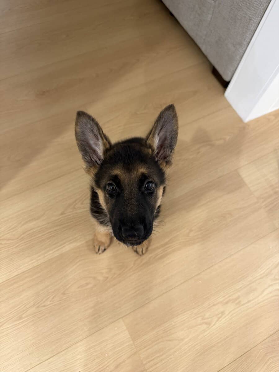 German Shepard Puppy image 1