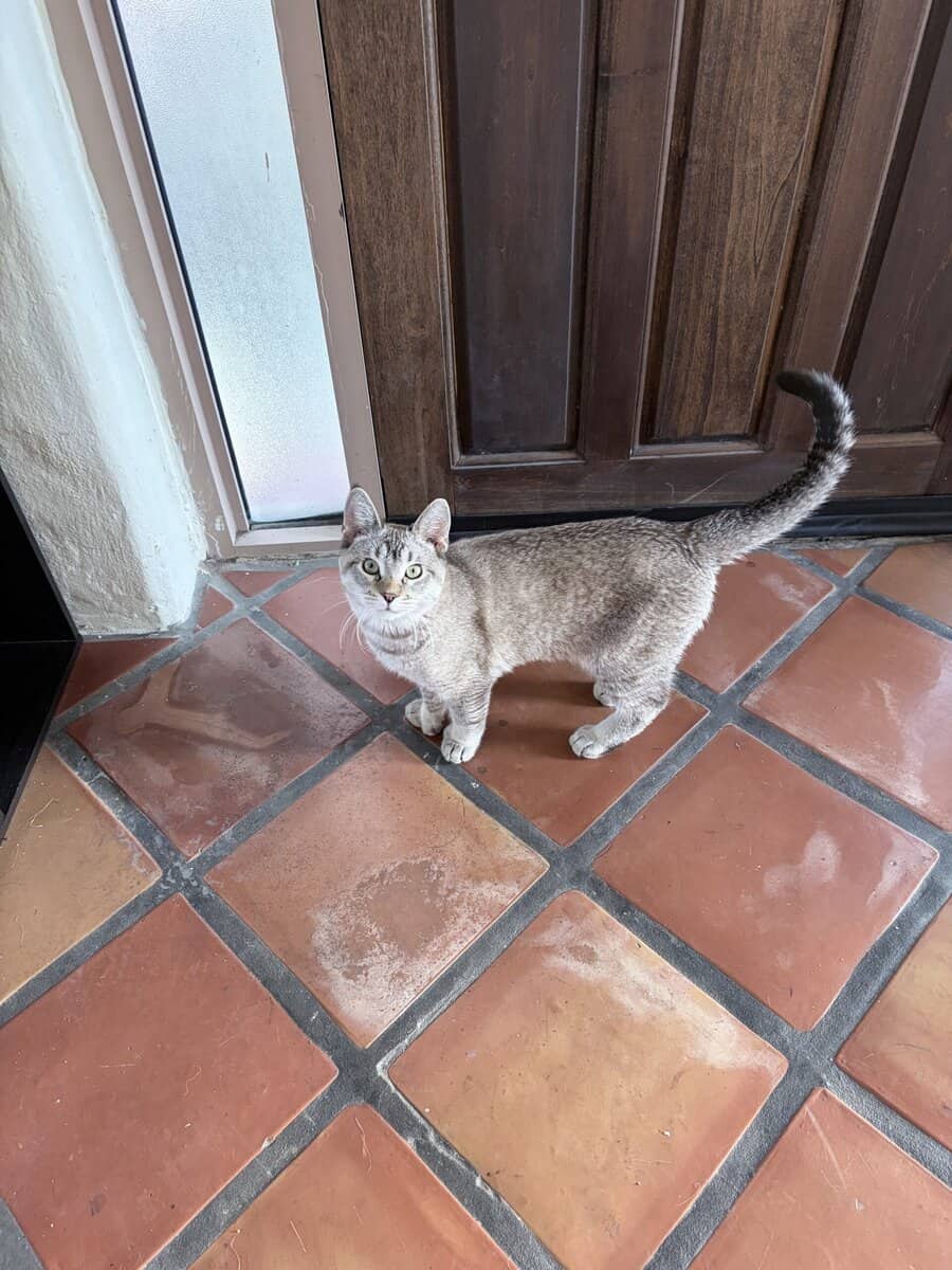 Exotic Polydactyl Savannah Hybrid image 5