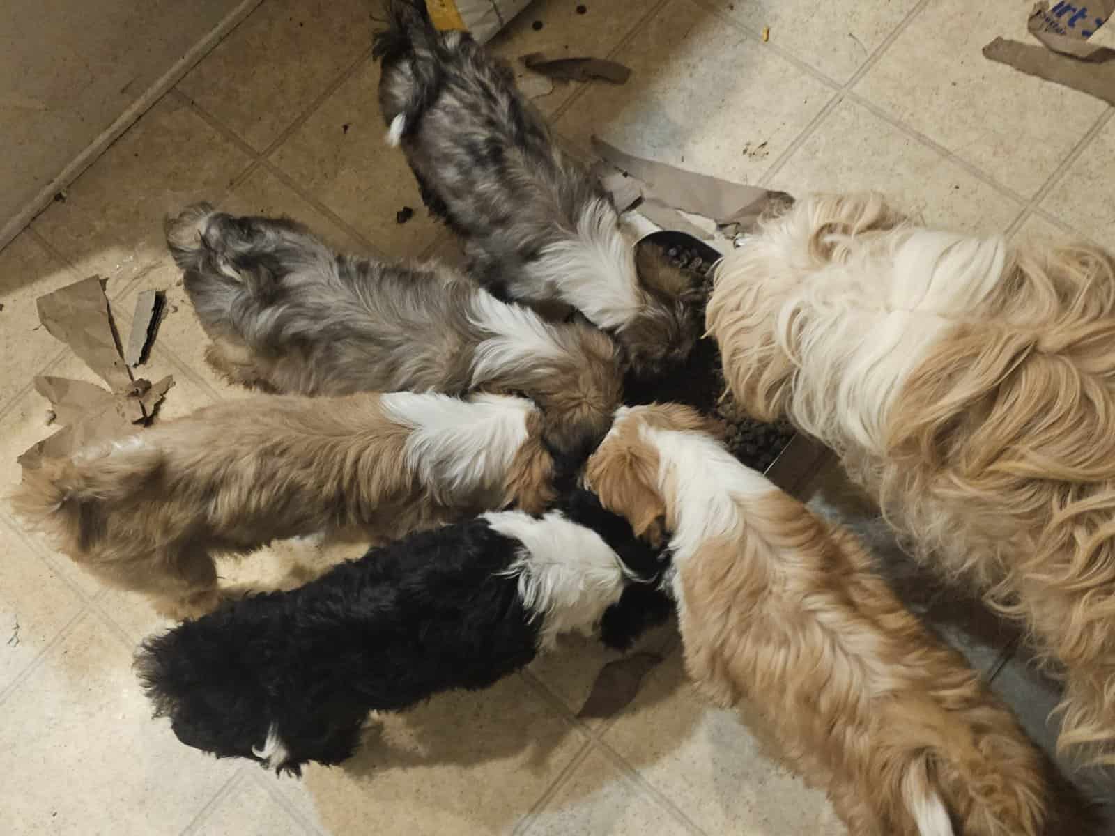 Tibetan Terriers image 1