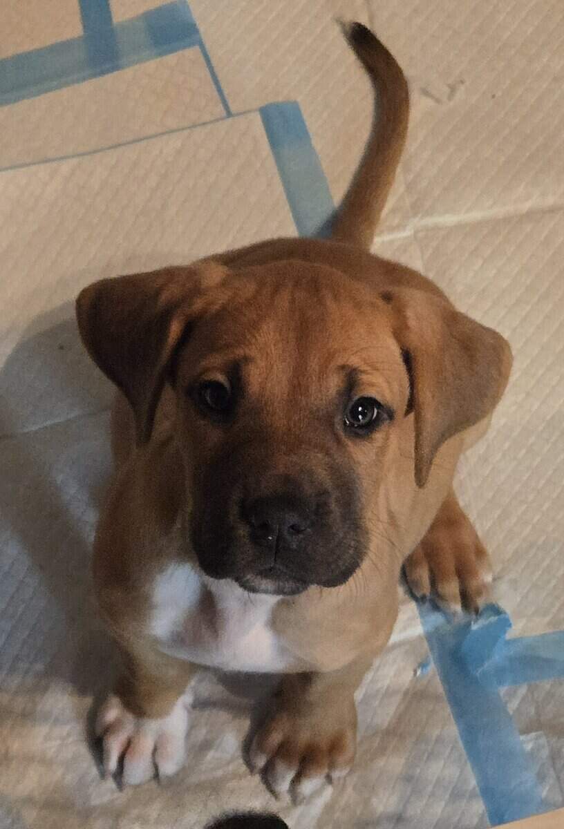 Saint Dane Puppies image 3