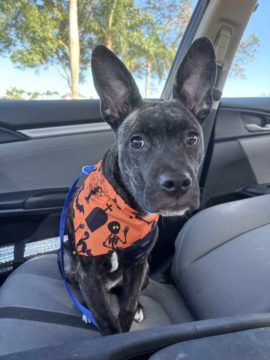 6 month old sweetheart image 5