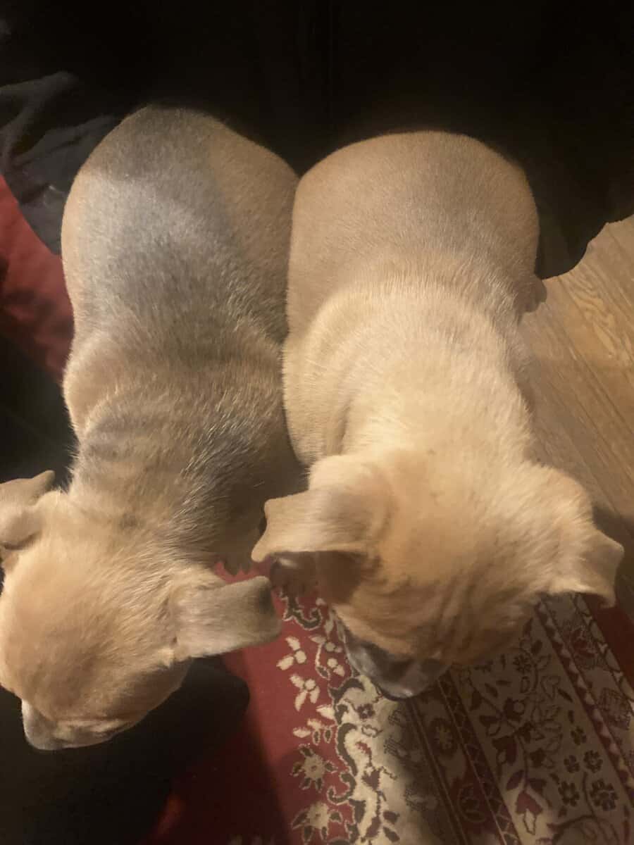 Free puppies image 2