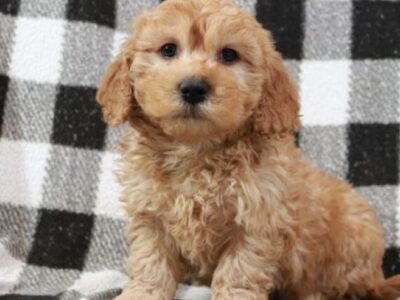mini Goldendoodles