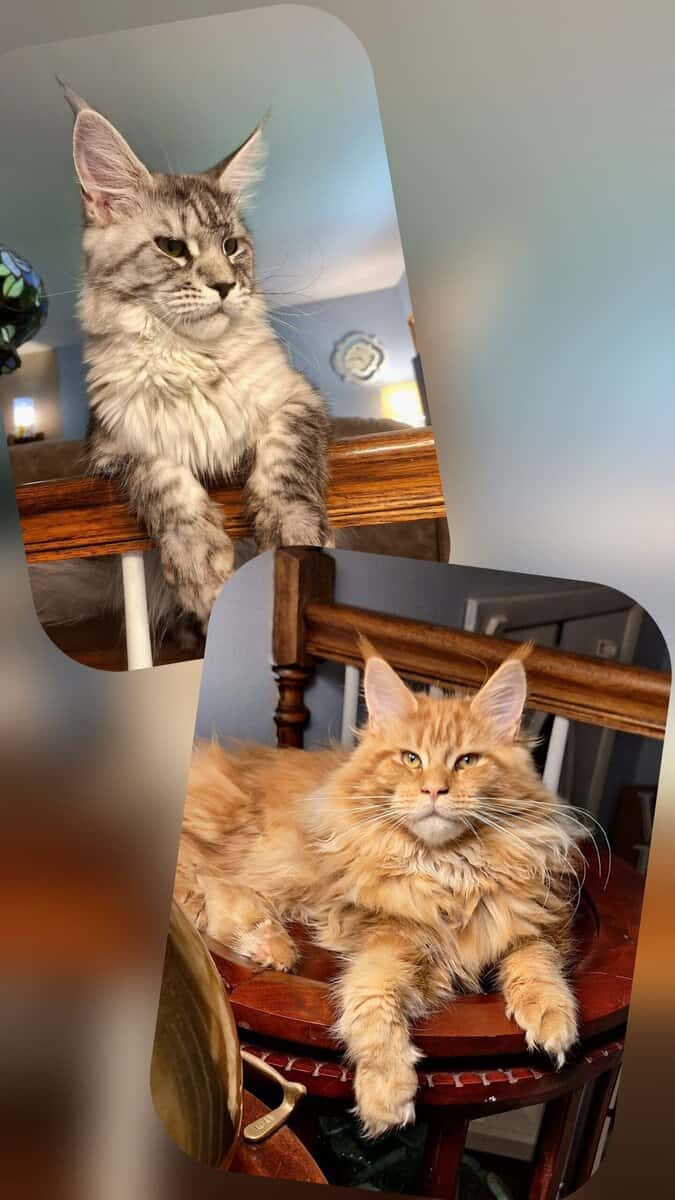 Maine coon kittens image 7