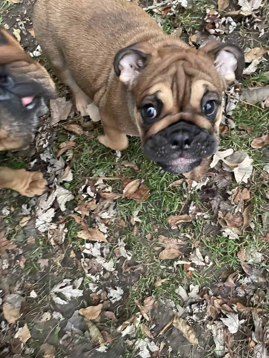 English bulldog image 1