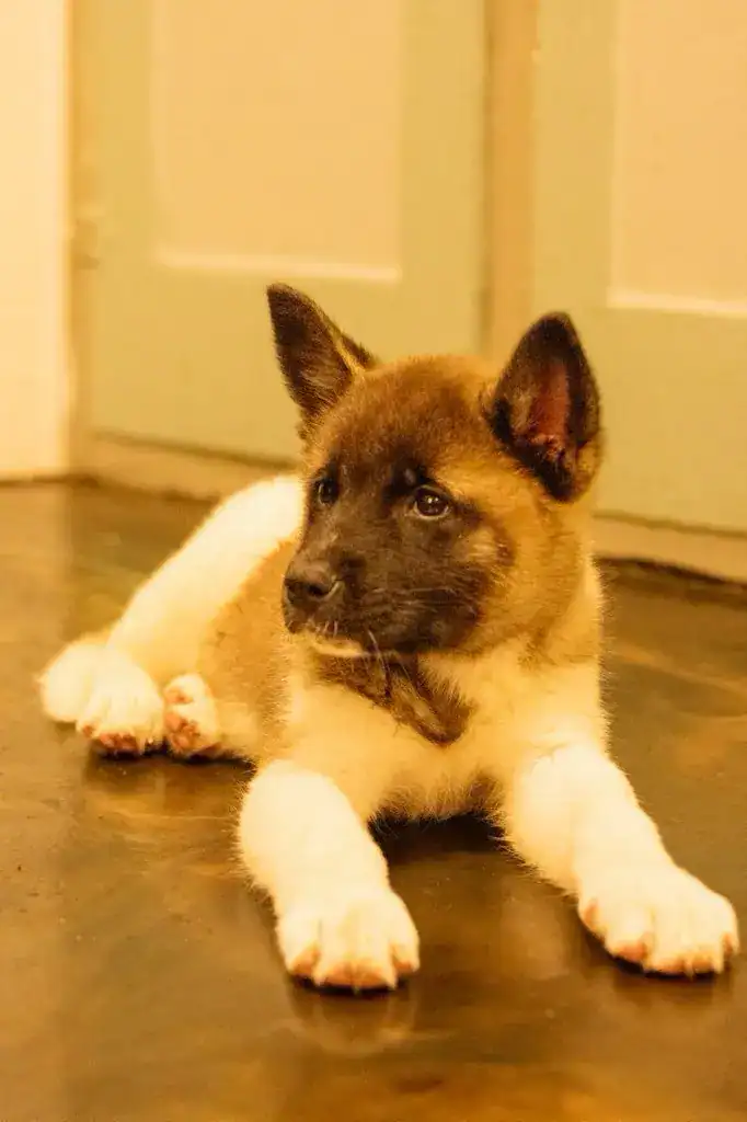 Puppy: Tokyo image 1
