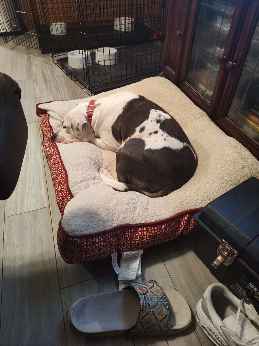 Pitbull image 2