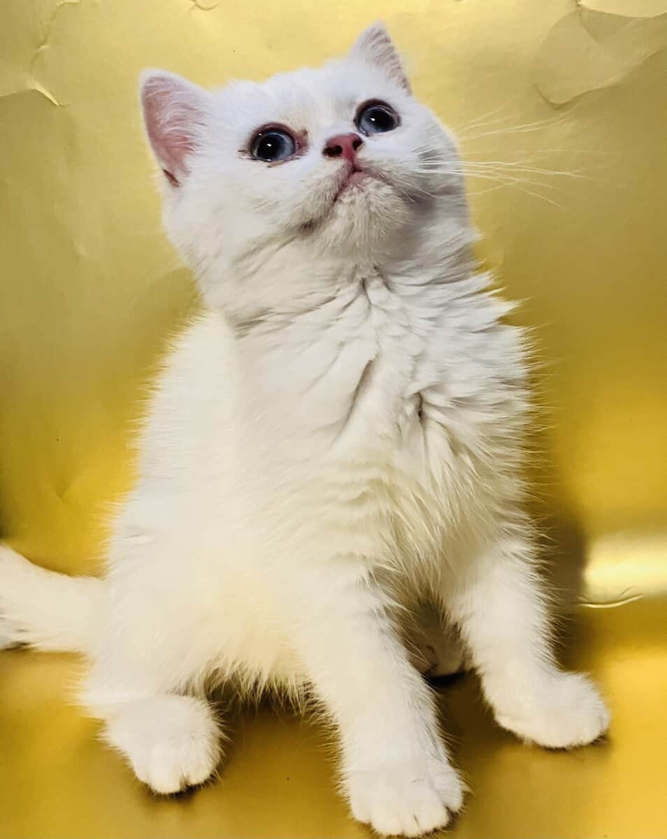 British Shorthair | Phoenix az image 3