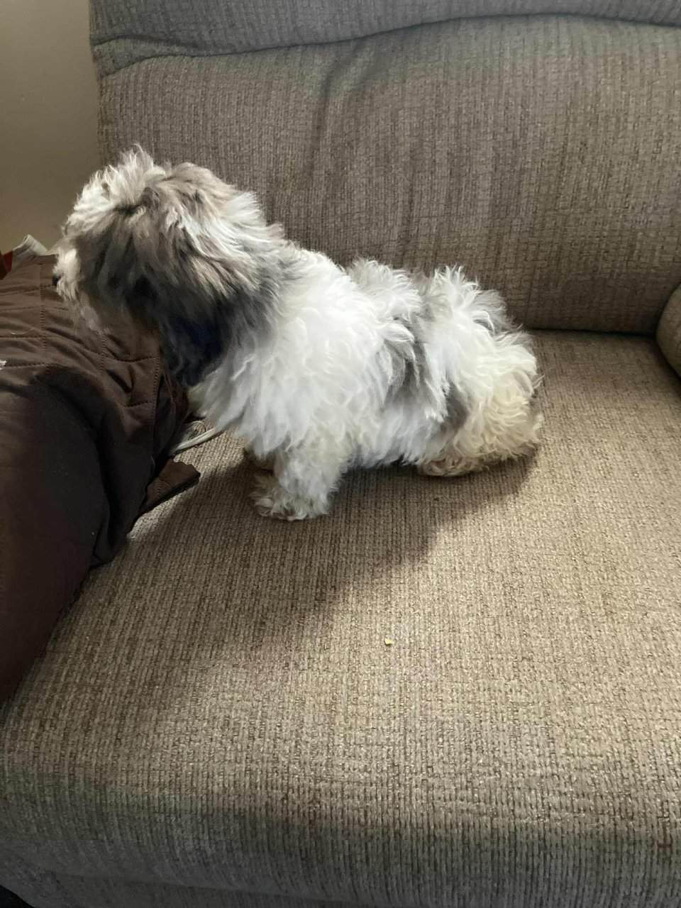Yorkipoos image 3