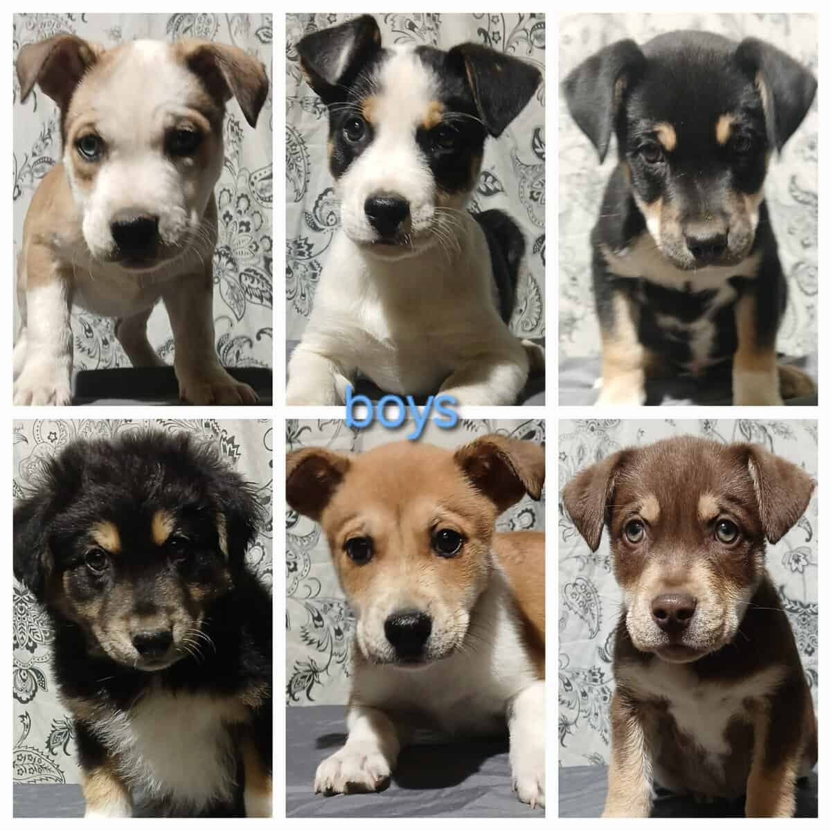 Mixed Breed Puppies image 1