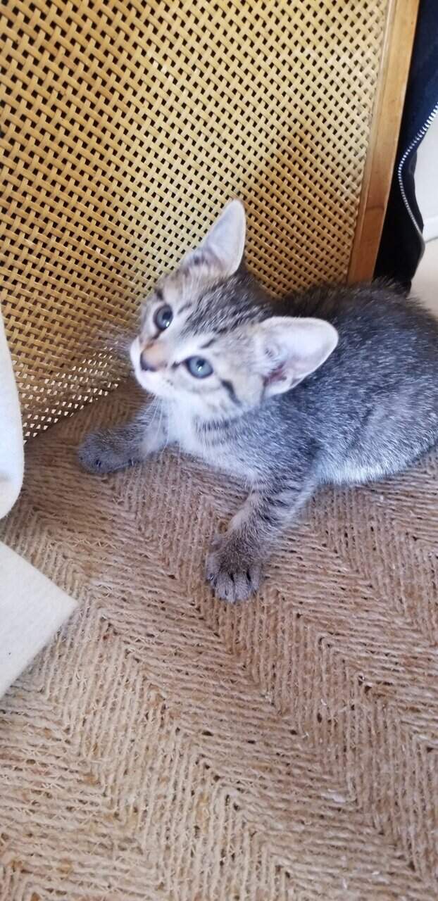 Kittens for sale! image 3