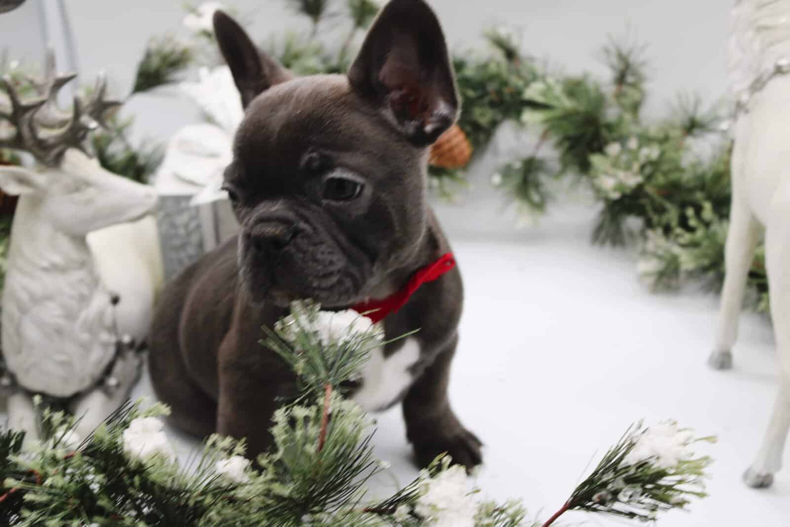 AKC Male Frenchie image 2