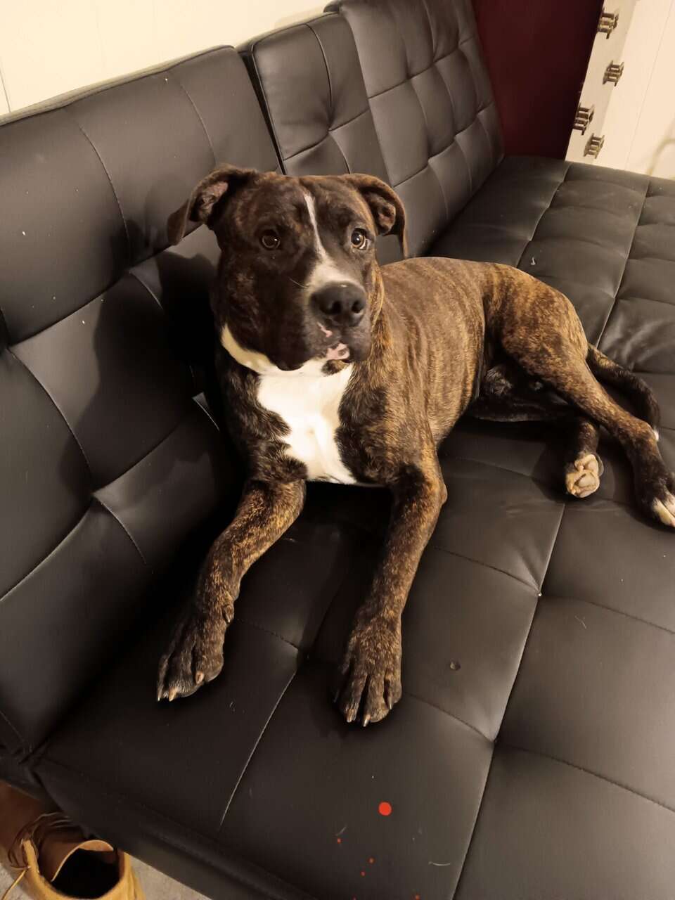 Sweetest 11 month puppy image 1