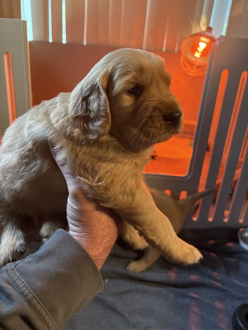 GOLDEN RETRIEVER image 3