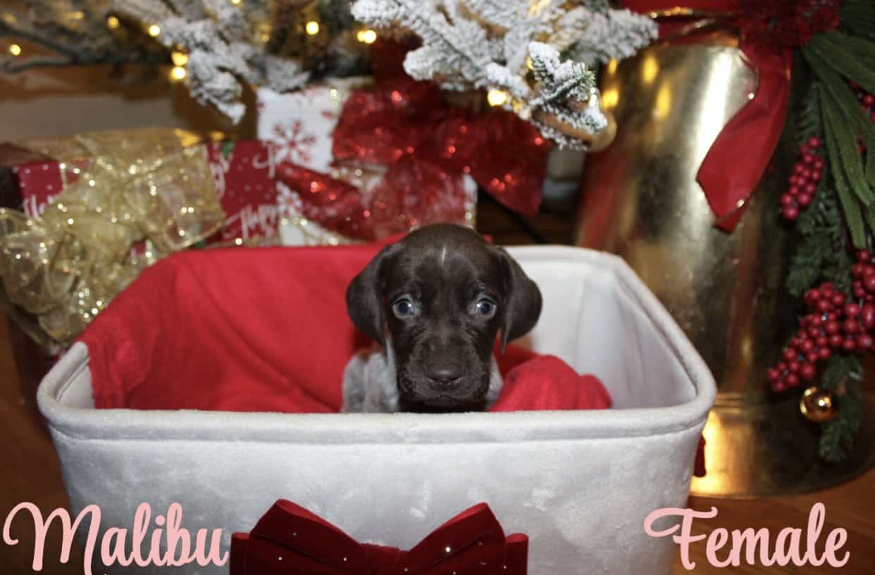 GERMAN SHORTHAIR POINTERS FOR SALE LITTER OF 10 image 7