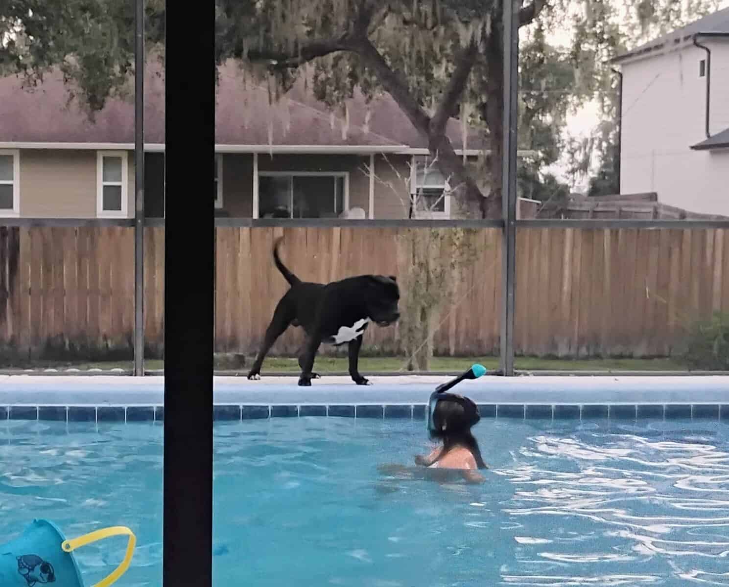 Adult Male Cane Corso image 4