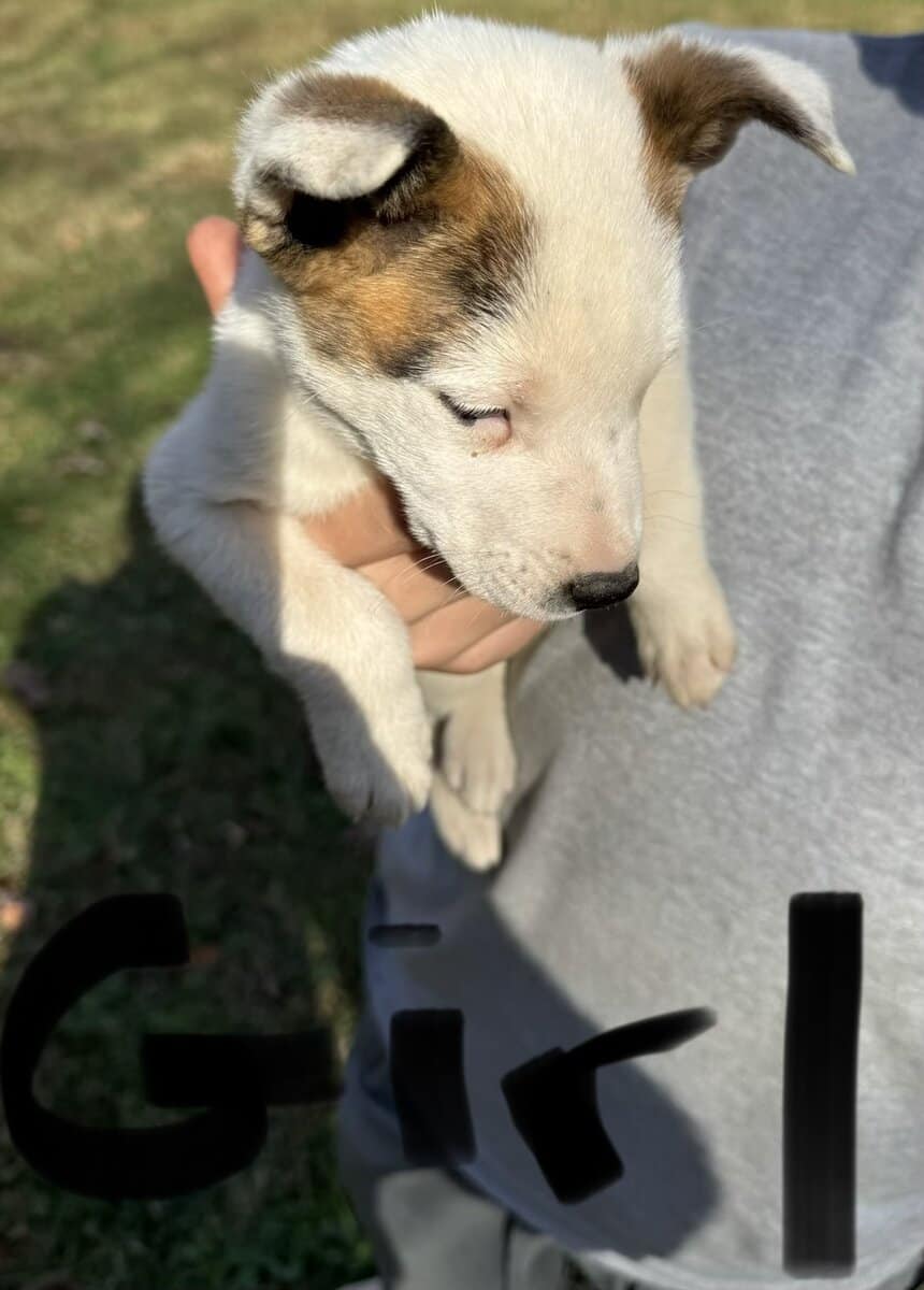 Siberian husky pit puppies image 5