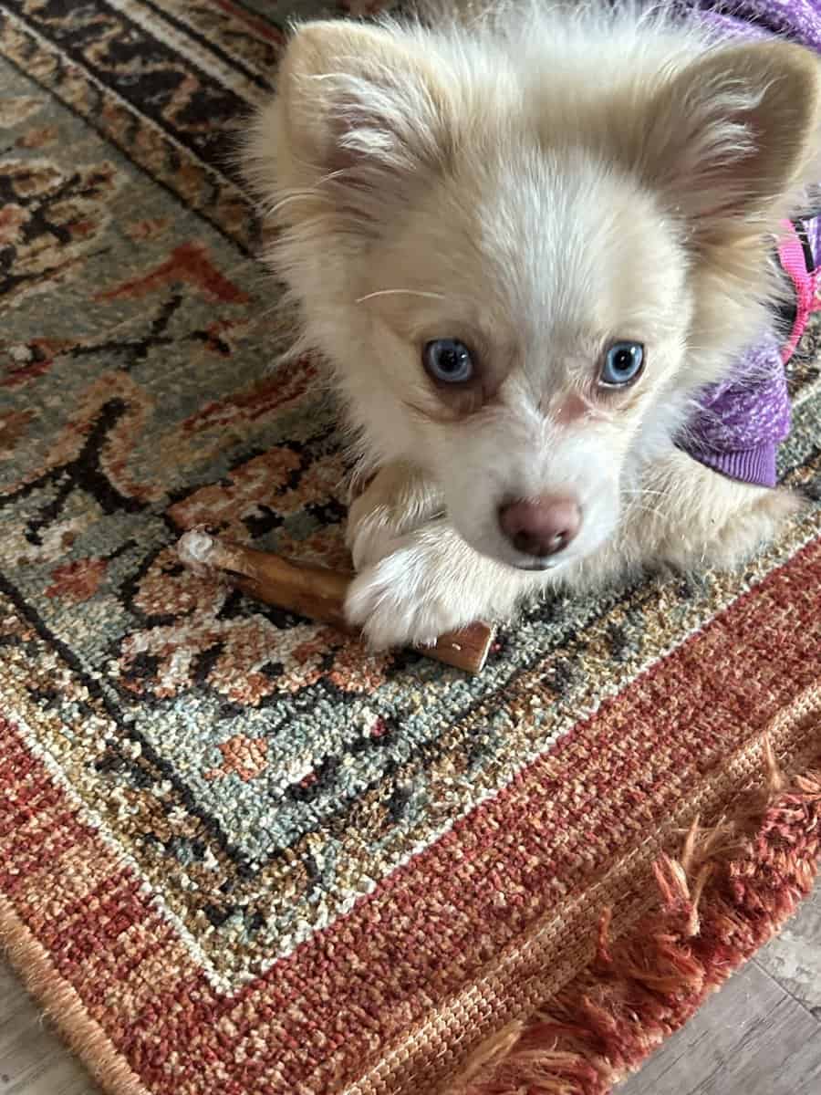 Harlow Pomeranian Puppy image 2