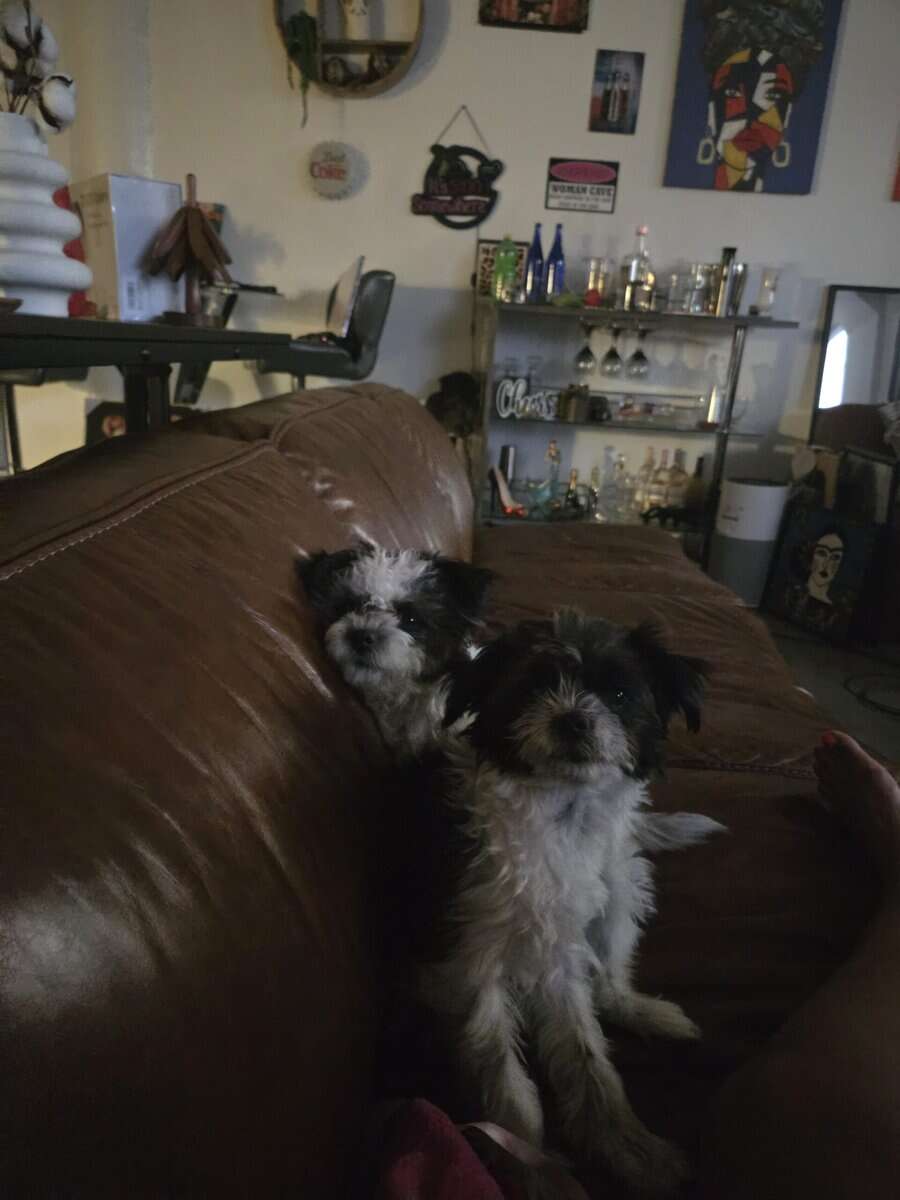 Rehoming Sisters image 3