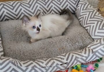 Ragdoll Male, Seal point bi-color