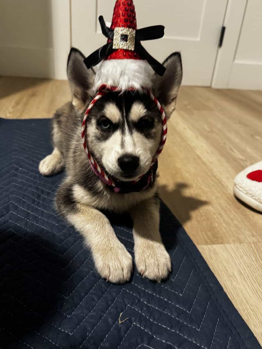 2 Full Breed Husky pups image 3