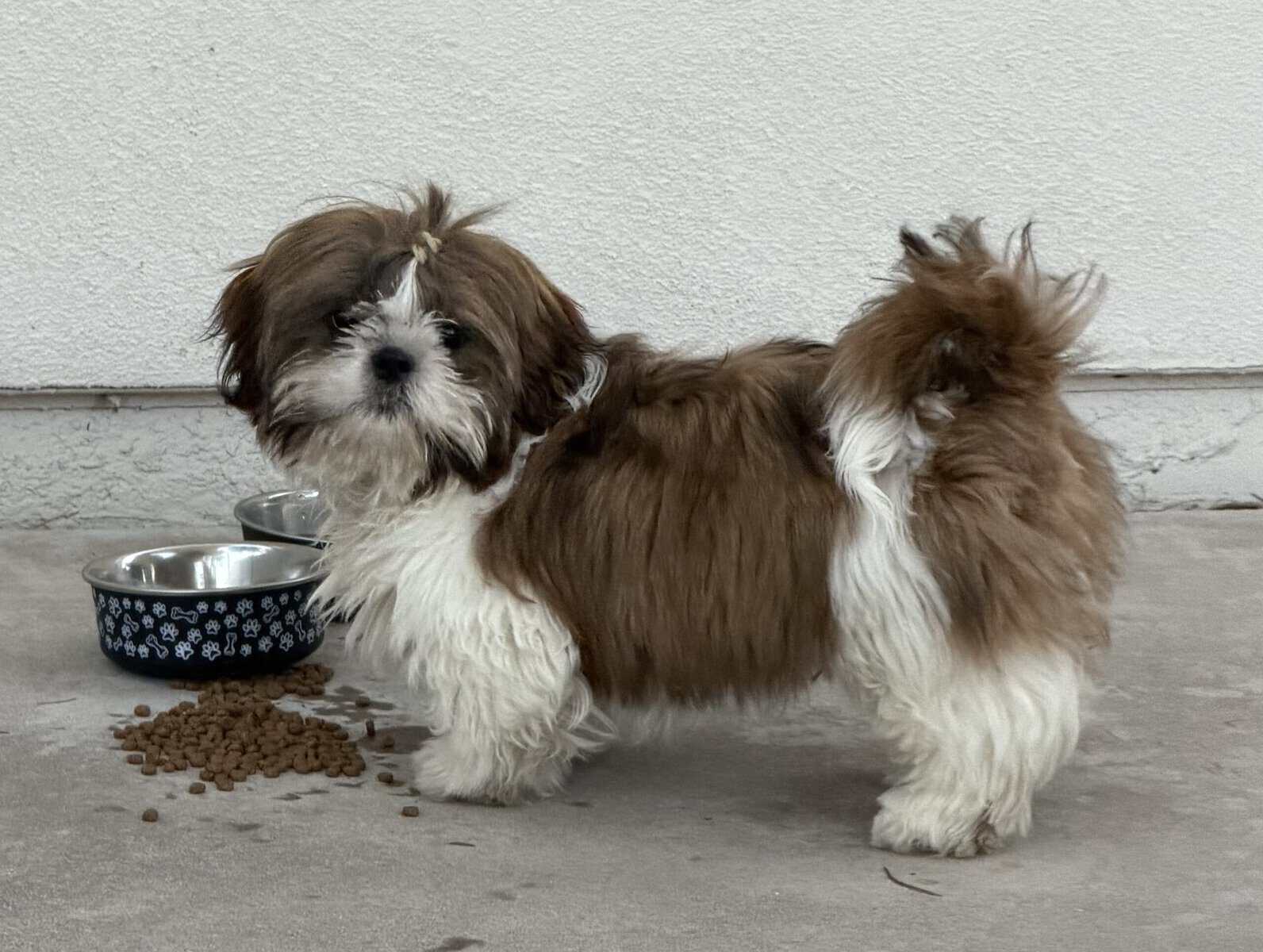 Shih Tzu for sale image 1