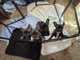 French Bulldog Puppies