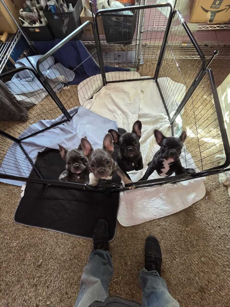 French Bulldog Puppies image 1
