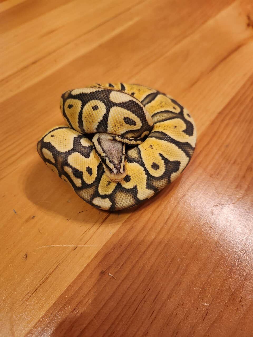 Pastel Hypo 50% Het Clown image 1