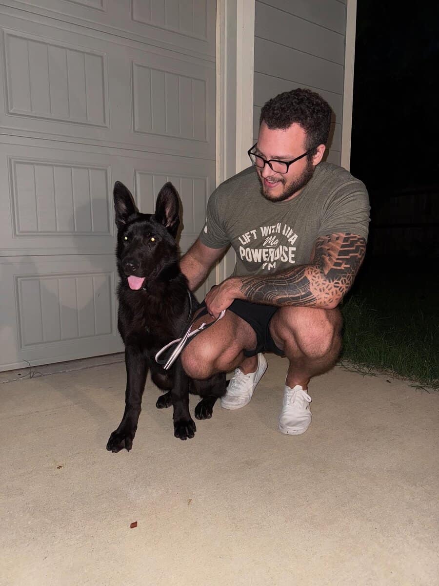 1 year old female German Shepherd image 3