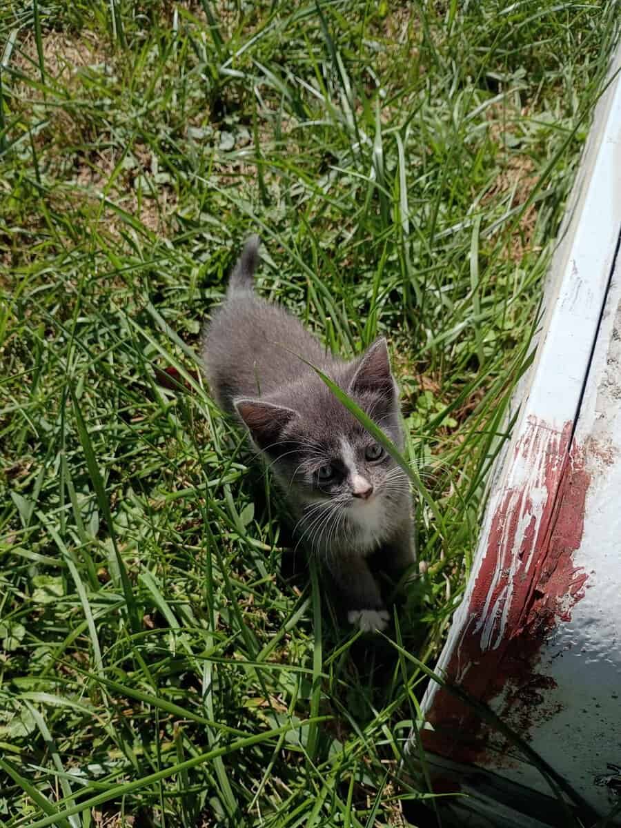 Mitten Kittens image 3