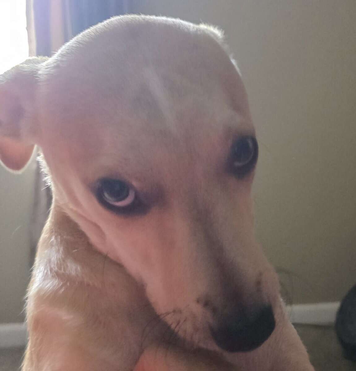 Lucy for Adoption image 3