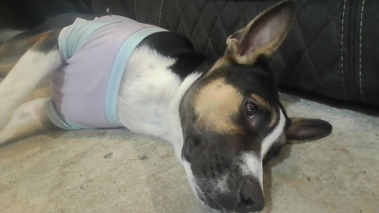 Free 7 month old!! image 2