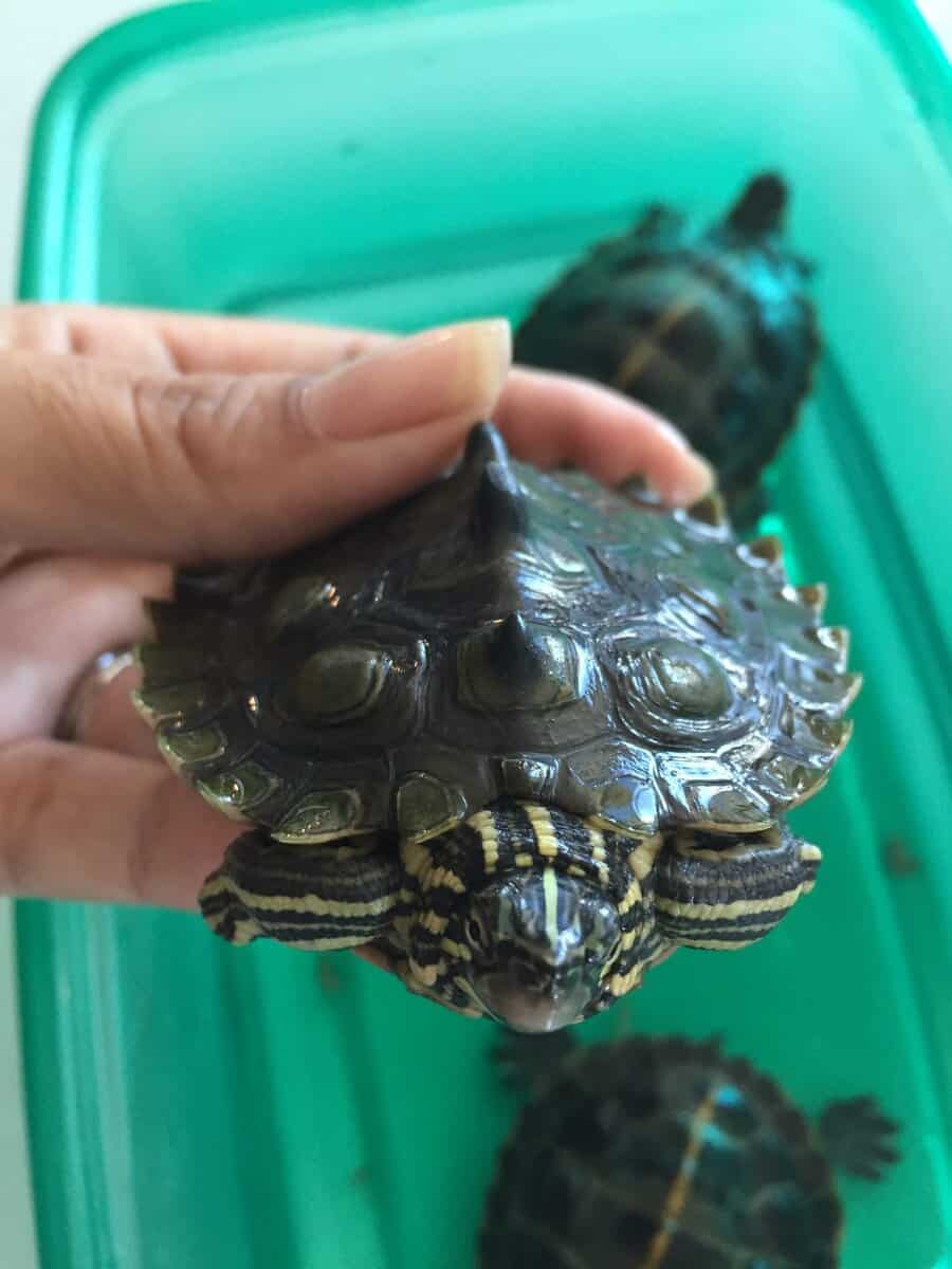 Turtles lost there mom to cancer image 21