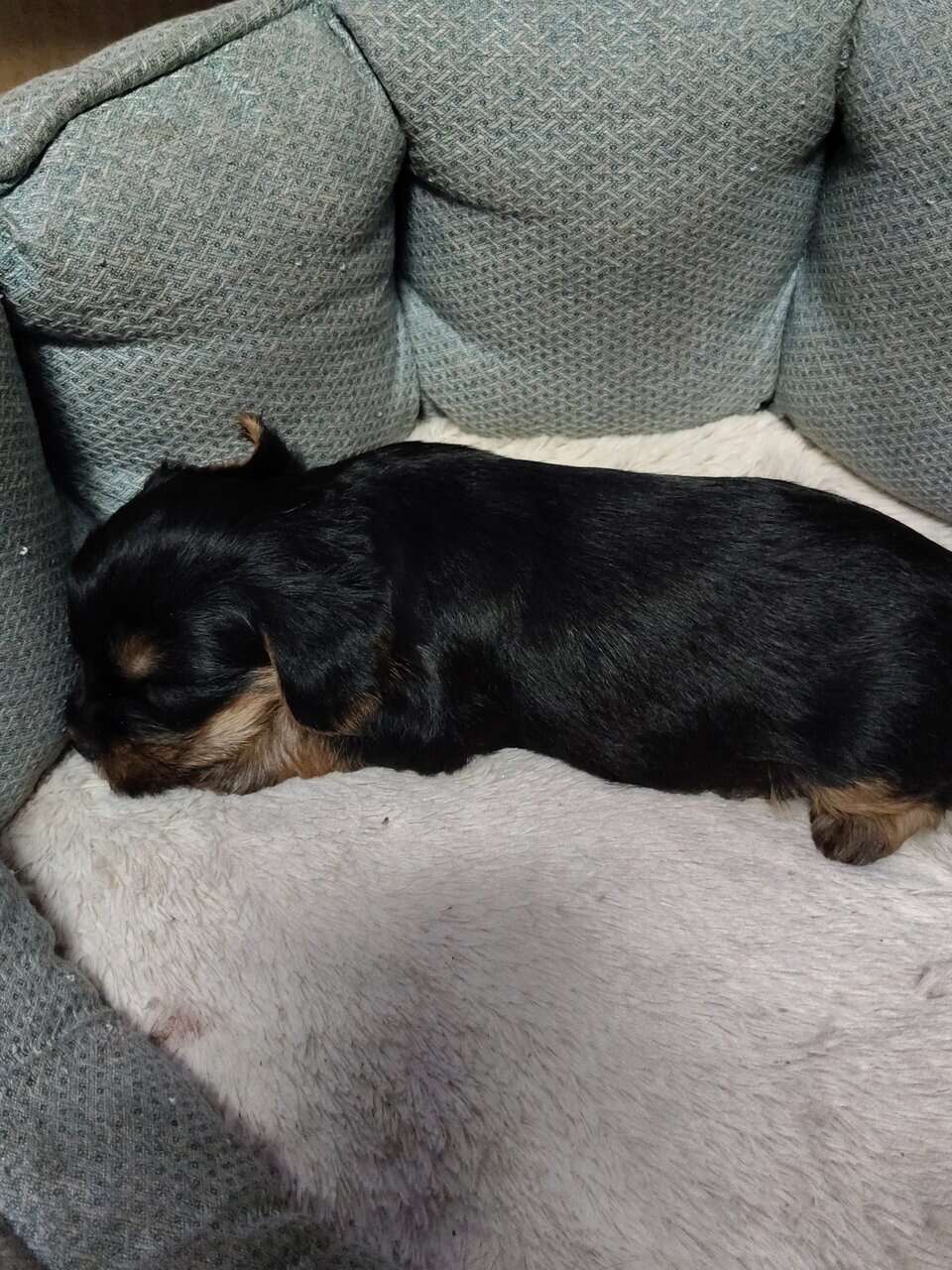 Yorkshire puppies image 2